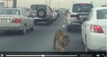 نمر يتجول في شوارع قطر !!