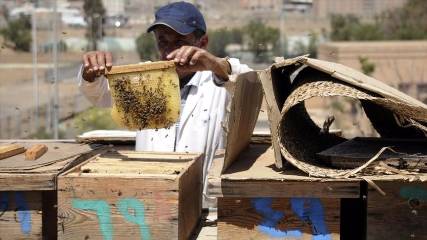 "الحرب" و"الجفاف" يلسعان النحل في اليمن