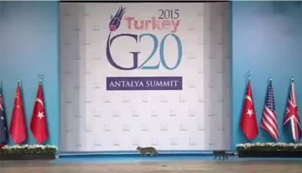 قطط تقتحم قمة مجموعة العشرين في تركيا (فيديو)