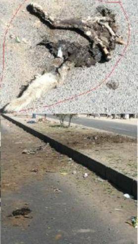 انفجار عبوة ناسفة زرعت في جثة كلب في عتق بمحافظة شبوة دون إصابات